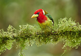 Image. Andenbartvogel