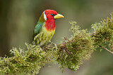 Image. Andenbartvogel