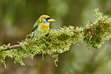 Image. Andenbartvogel