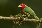 Image. Andenbartvogel