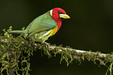 Image. Andenbartvogel