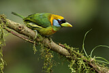 Image. Andenbartvogel