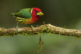 Image. Andenbartvogel