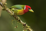 Image. Andenbartvogel