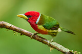 Image. Andenbartvogel