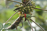 Image. Andenbartvogel