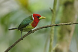 Image. Andenbartvogel