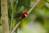 Image. Andenbartvogel