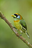 Image. Andenbartvogel