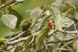 Image. Andenbartvogel
