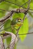 Image. Andenbartvogel