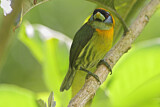 Image. Andenbartvogel