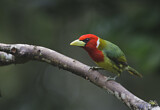 Image. Andenbartvogel