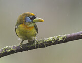 Image. Andenbartvogel