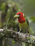 Image. Andenbartvogel