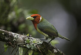 Image. Andenbartvogel