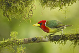Image. Andenbartvogel