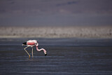 Image. Andenflamingo