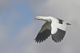 Image. Andengans
