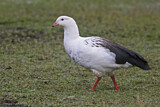 Image. Andengans