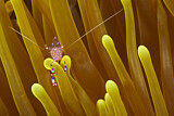Image. Anemonen-Partnergarnele