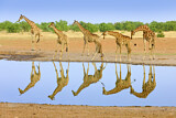 Image. Angola-Giraffe