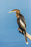 Image. Anhinga