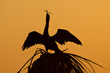Image. Anhinga