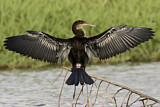 Image. Anhinga