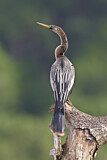 Image. Anhinga