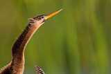 Image. Anhinga