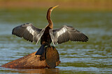 Image. Anhinga