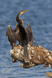Image. Anhinga