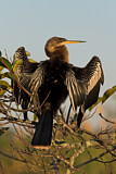 Image. Anhinga