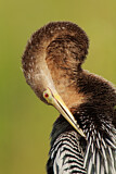 Image. Anhinga
