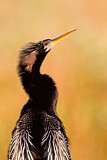 Image. Anhinga
