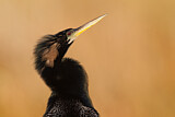 Image. Anhinga