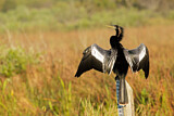 Image. Anhinga