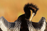 Image. Anhinga