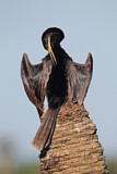 Image. Anhinga
