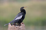 Image. Anhinga
