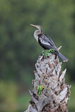 Image. Anhinga