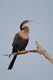 Image. Anhinga