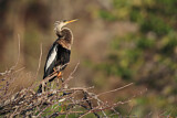 Image. Anhinga