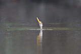 Image. Anhinga