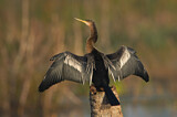 Image. Anhinga