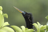 Image. Anhinga