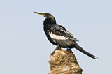 Image. Anhinga