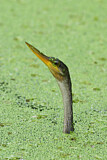 Image. Anhinga