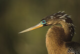 Image. Anhinga